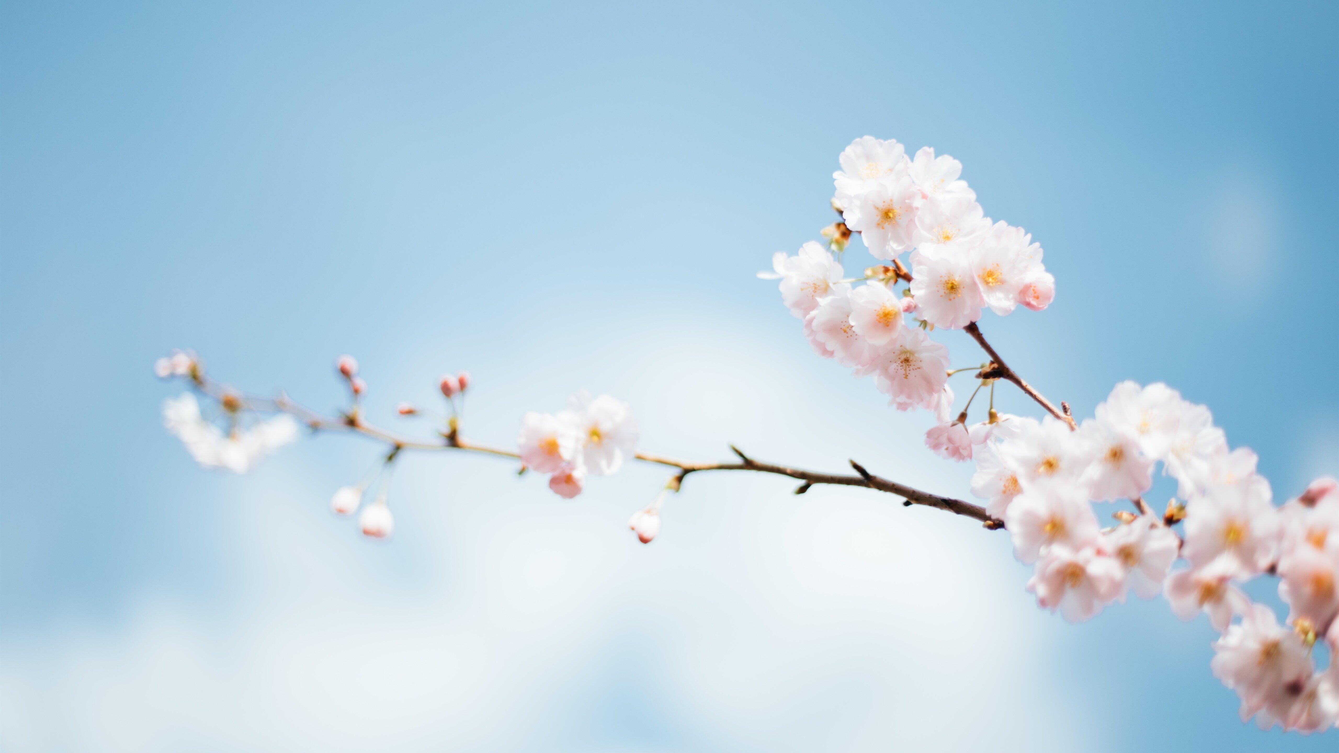 цветение сакуры